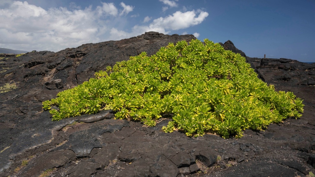 Growth on Volcano Land