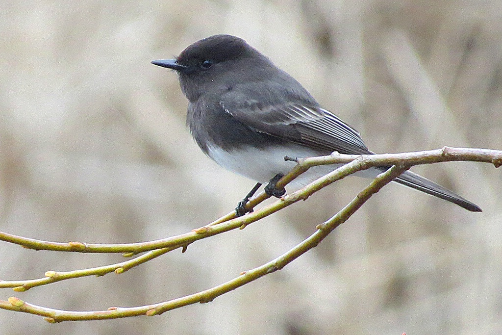 Black Phoebe Flycatching - ID: 15516632 © John Tubbs