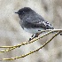 2Black Phoebe Flycatching - ID: 15516632 © John Tubbs