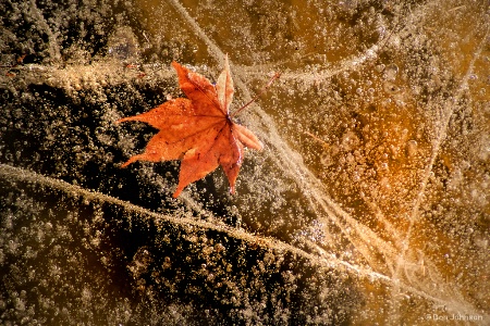 Leaf in Ice 1-27-18 331