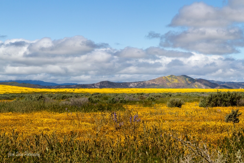 Life on the Carrizo Plain