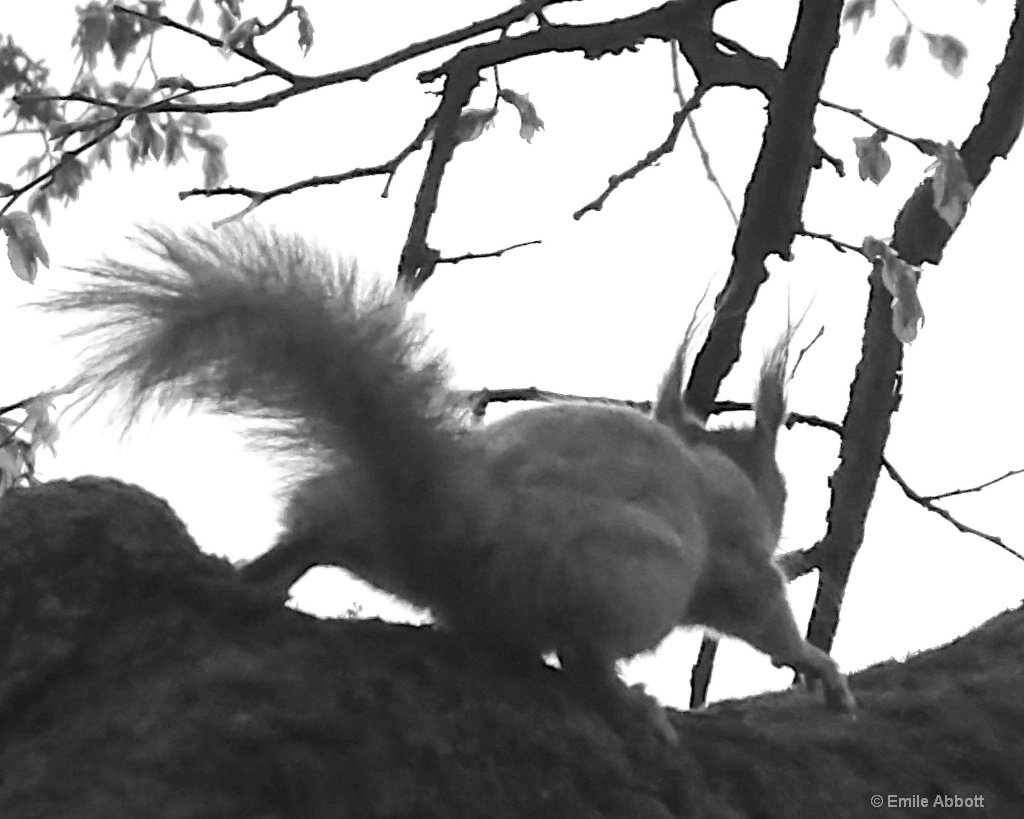 Eurasian Red Squirrel - ID: 15517133 © Emile Abbott