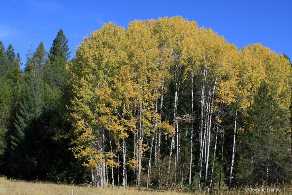 Quaken Aspen in fall - ID: 15517151 © Jody A. Hatley