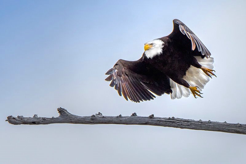 Reelfoot Lake Bald Eagle 22 - ID: 15517262 © Donald R. Curry
