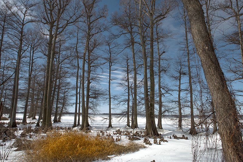  Reelfoot Lake Scene 3 - ID: 15517264 © Donald R. Curry