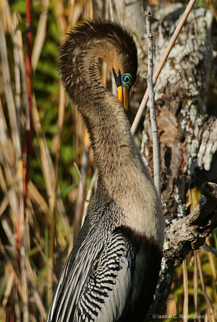 Being Anhinga