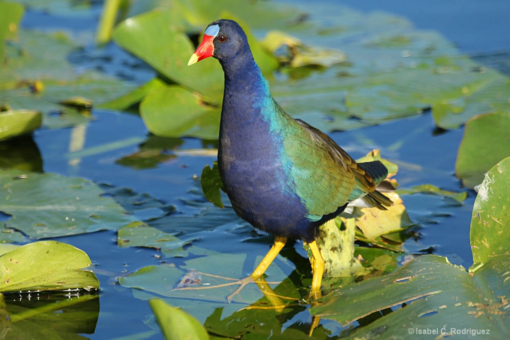 Galinule Habitats