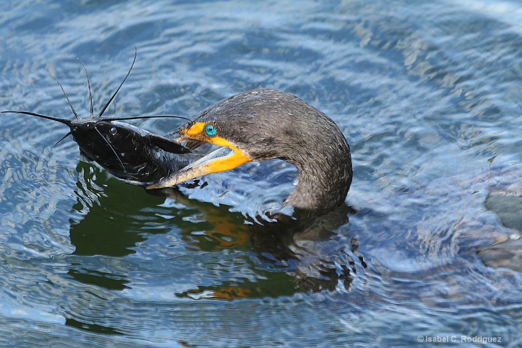 Cormorant's Catch