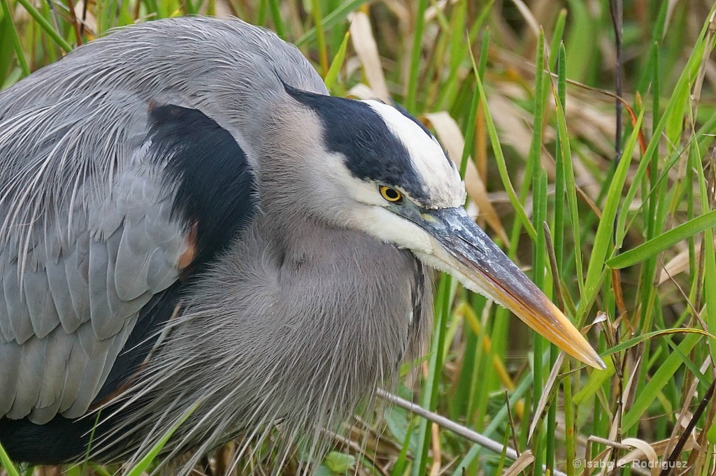 Great Blue Heron Closeup