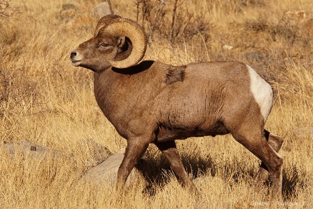 Dominant Ram