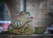Lizard