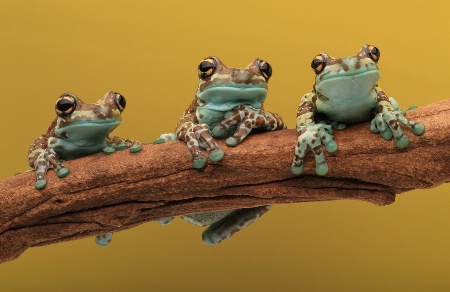 Three Milk Frogs