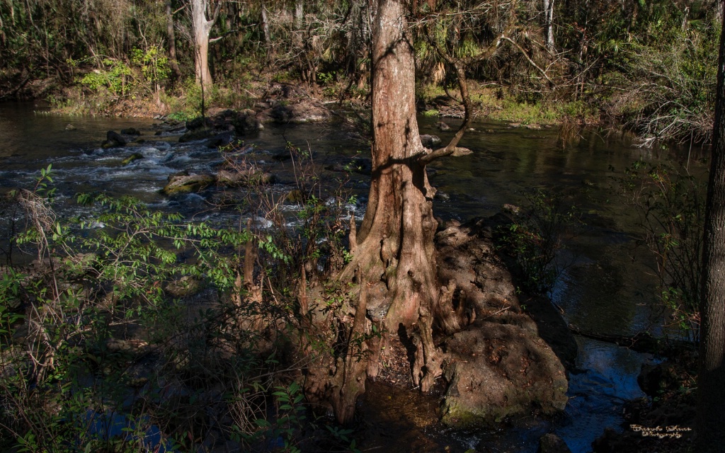 Cypress Knees and rapids