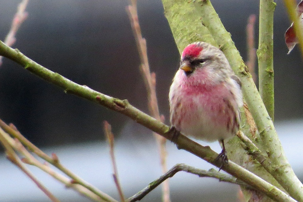 Common Redpoll - Puget Sound - ID: 15517540 © John Tubbs