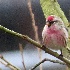 2Common Redpoll - Puget Sound - ID: 15517540 © John Tubbs