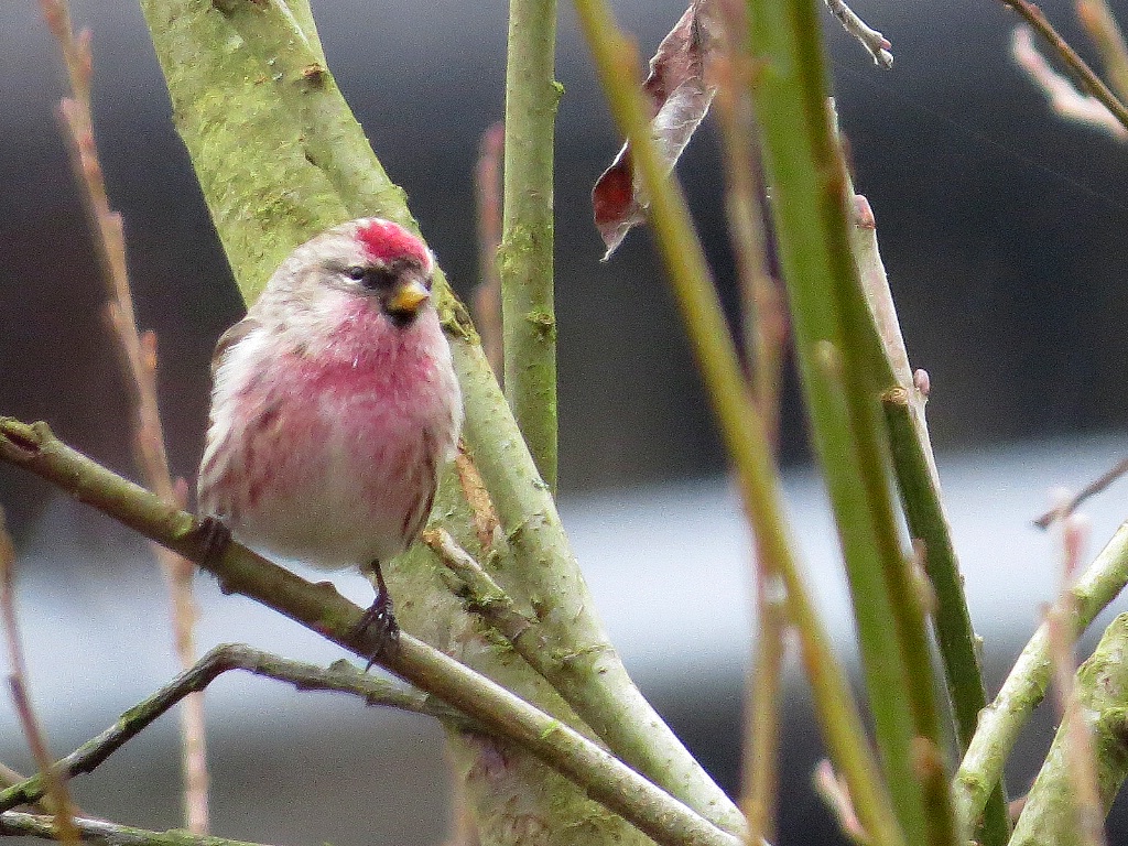 Common Redpoll - Puget Sound - ID: 15517541 © John Tubbs