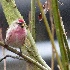 2Common Redpoll - Puget Sound - ID: 15517541 © John Tubbs