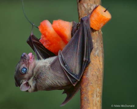 Fruit Bat and Watermelon