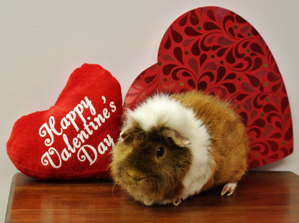 Happy Valentine's Day