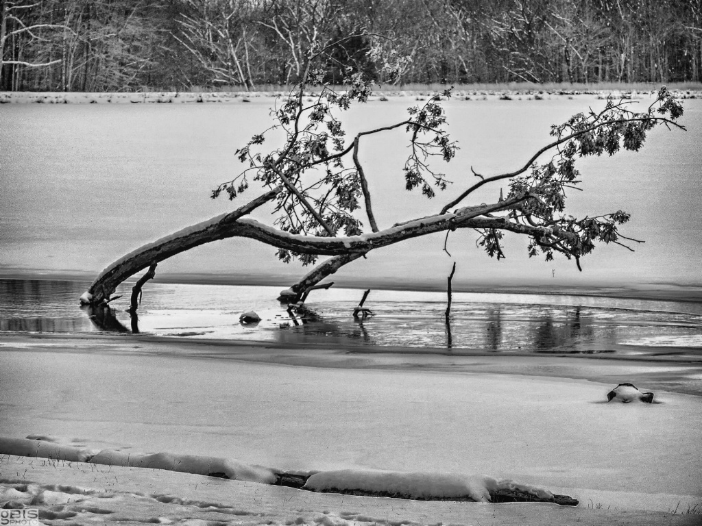 Tree in the frozen pond