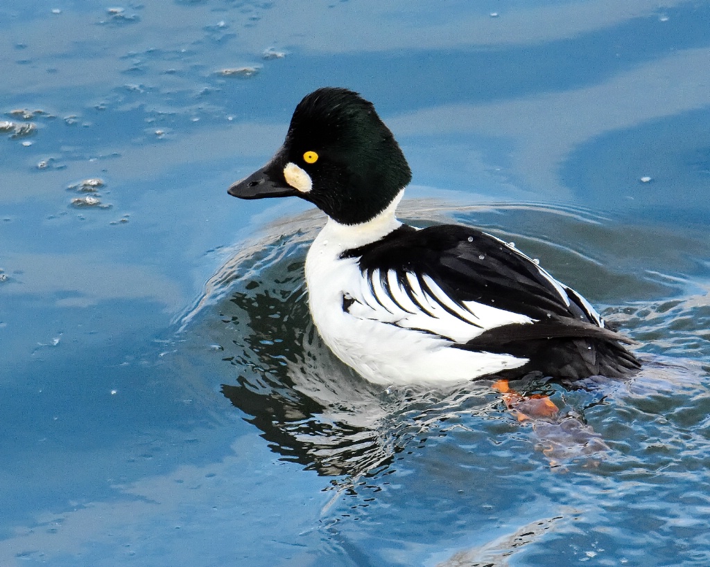 Common Goldeneye Drake