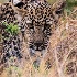 © Sydna Stout PhotoID # 15517851: leopard stalking
