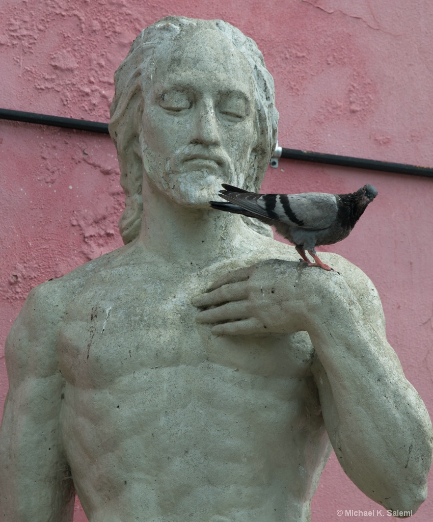 La Boca Pigeon  - ID: 15518064 © Michael K. Salemi