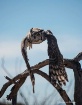 In Flight