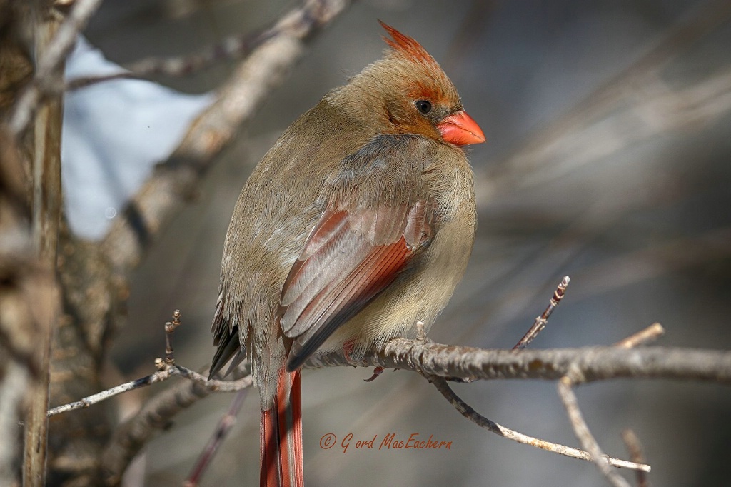 Female Cardinal