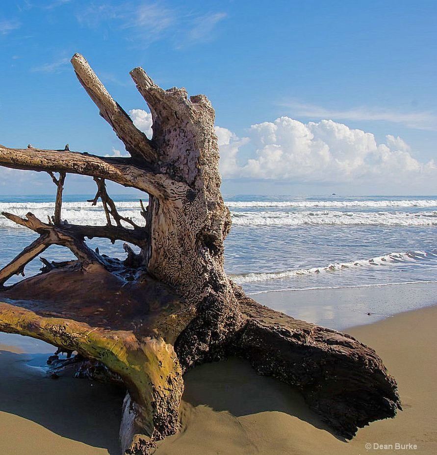 Beach Wood