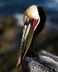 Pelican in Breedi...