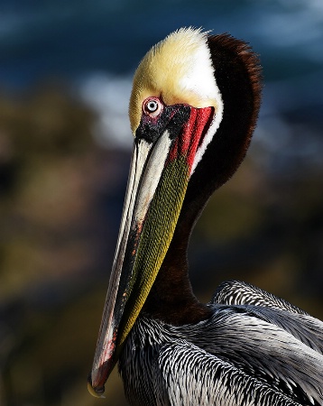 Pelican in Breeding Plumage