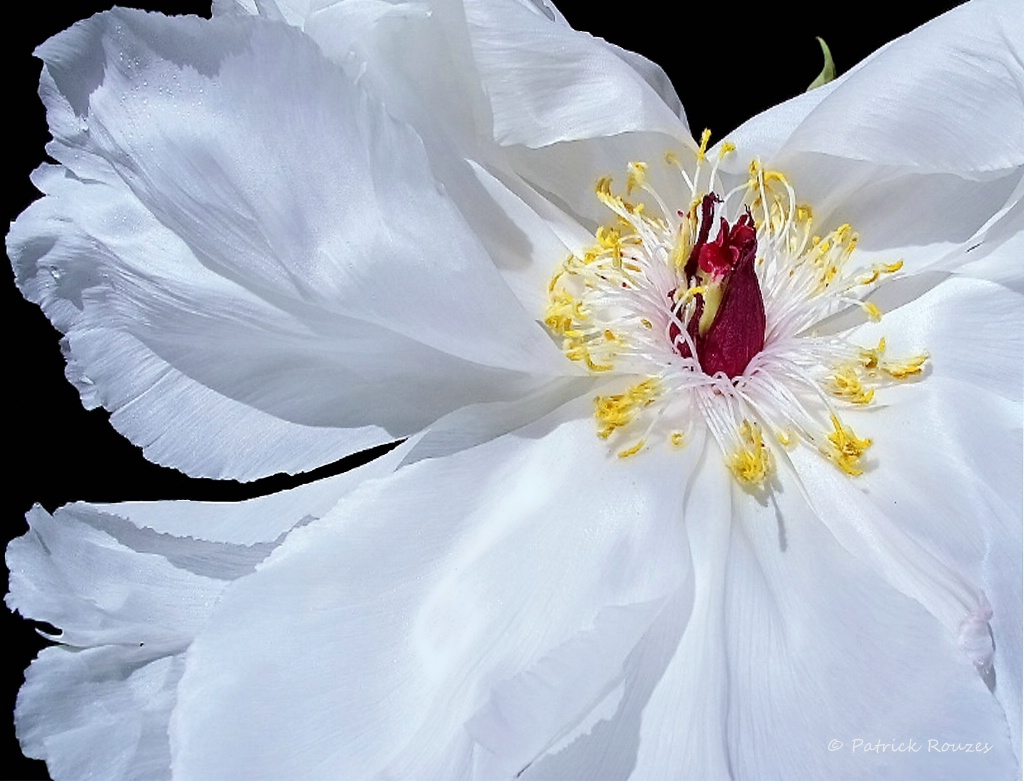 White Peony