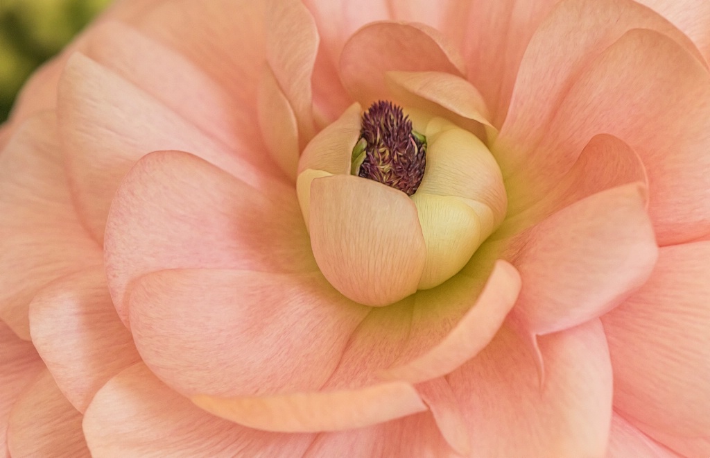 Heart of Ranunculus