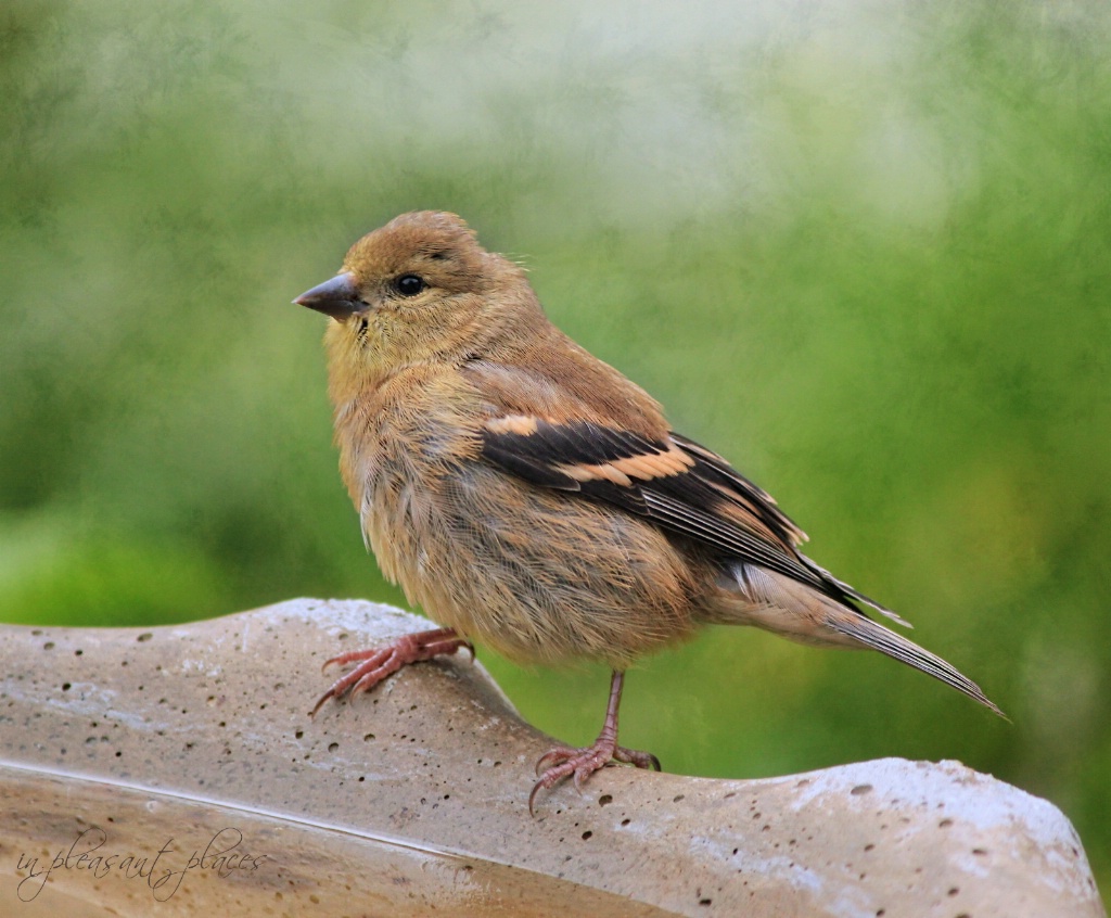 American Goldfinch