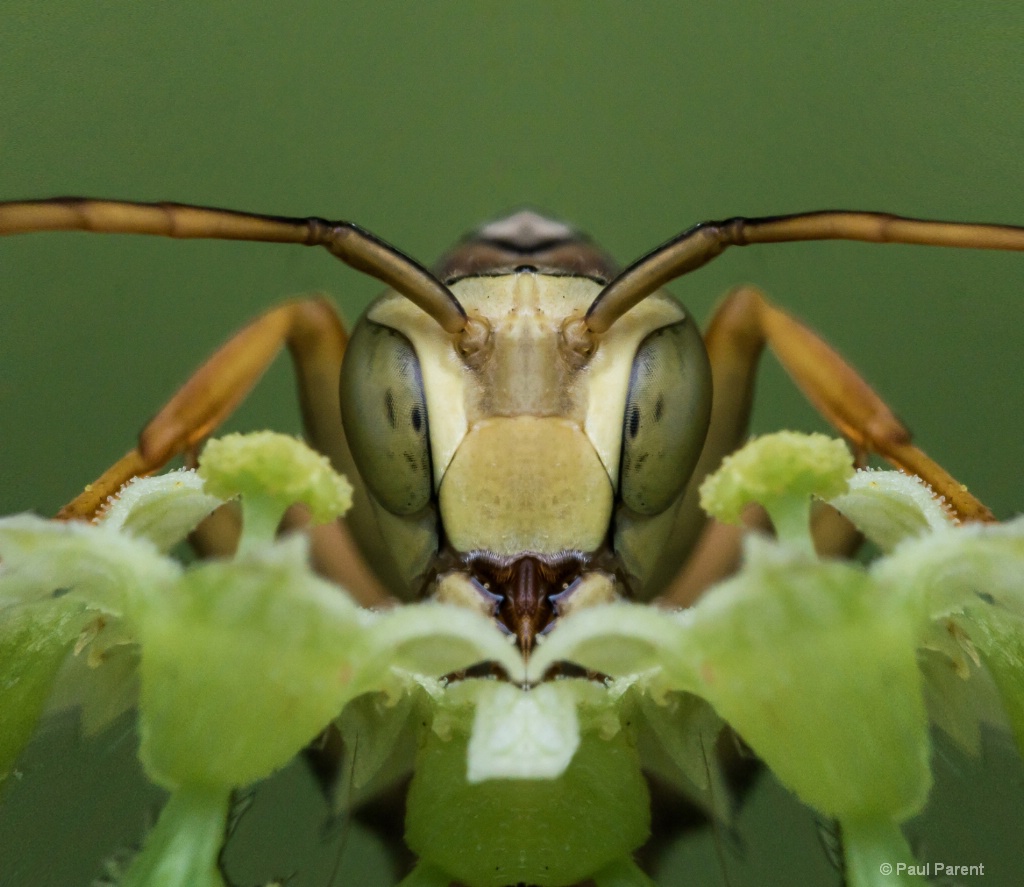 A Strange Bug - ID: 15518937 © paul parent
