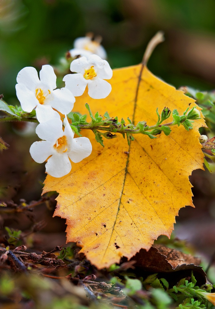 Touch Of Autumn