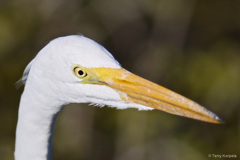 Great Egret Headshot
