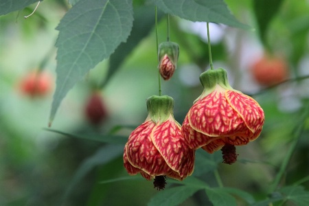 Floral Lanterns