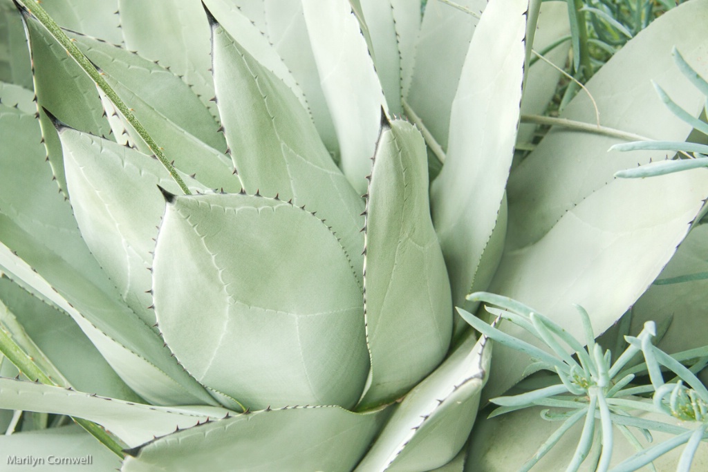 Agave in Silver