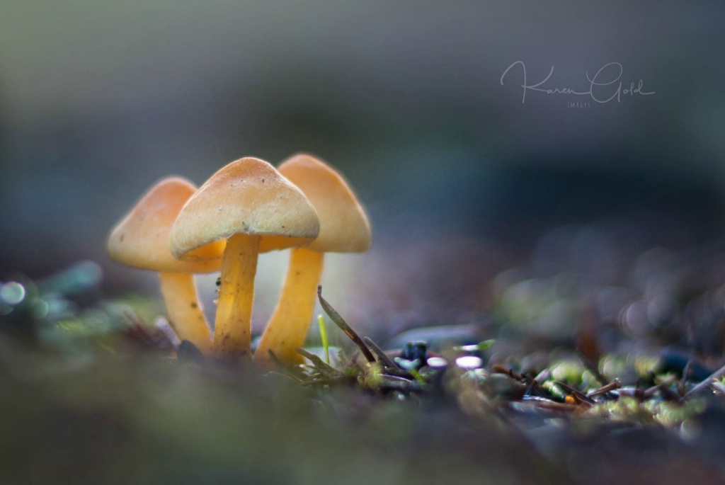 Mushroom Trio