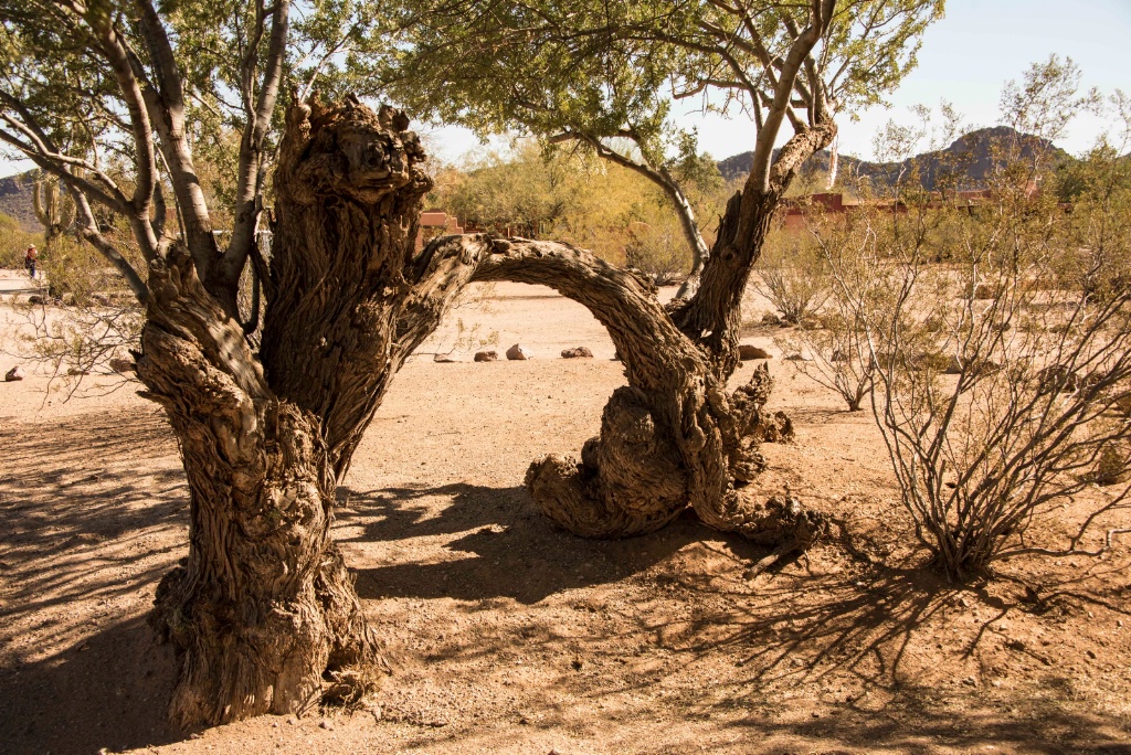 Ironwood Trees Arch in the AZ Desert - ID: 15519636 © William S. Briggs