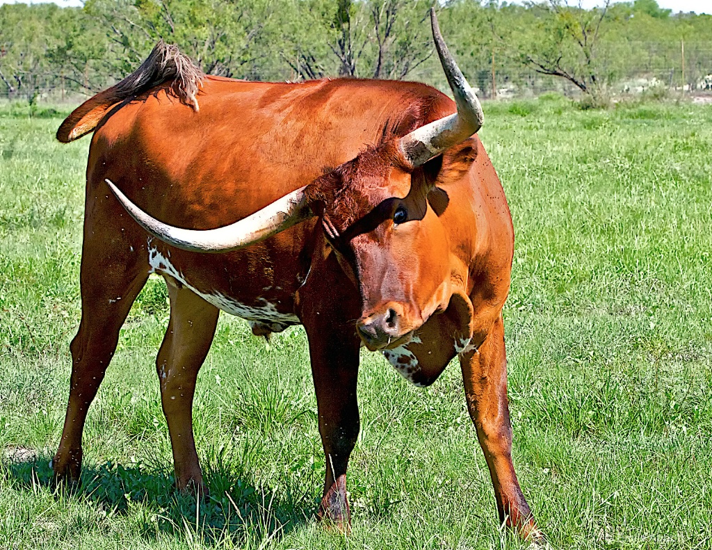 Texas Longhorn - ID: 15519648 © Emile Abbott