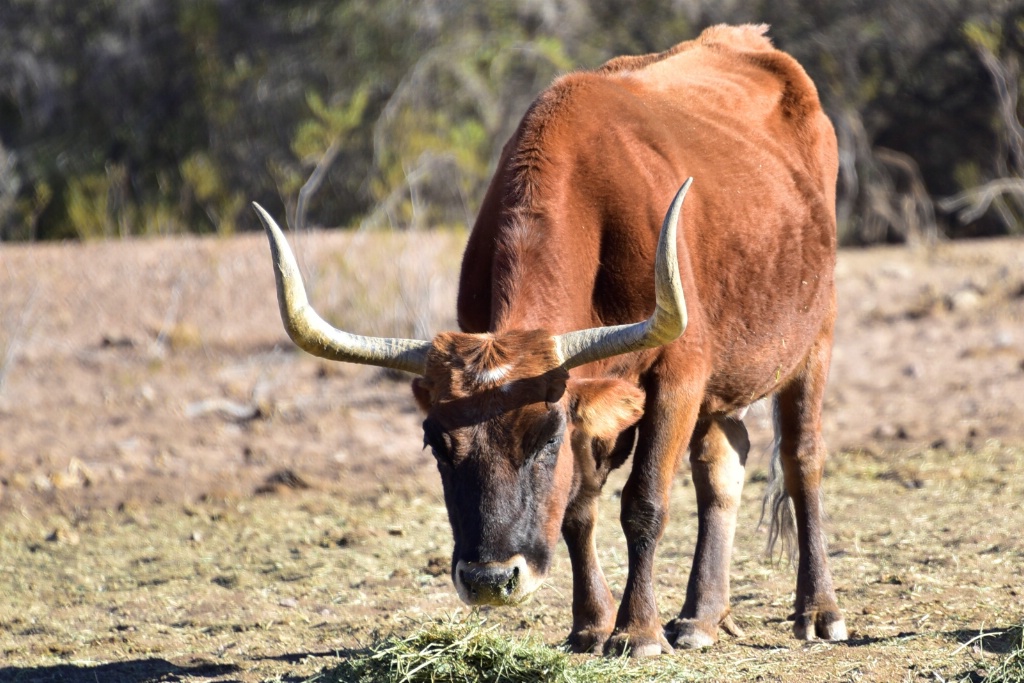 Arizona Long Horn   - ID: 15519659 © William S. Briggs