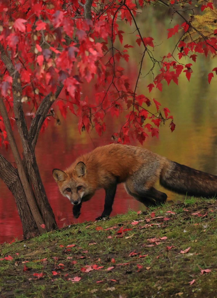Red Fox in Red