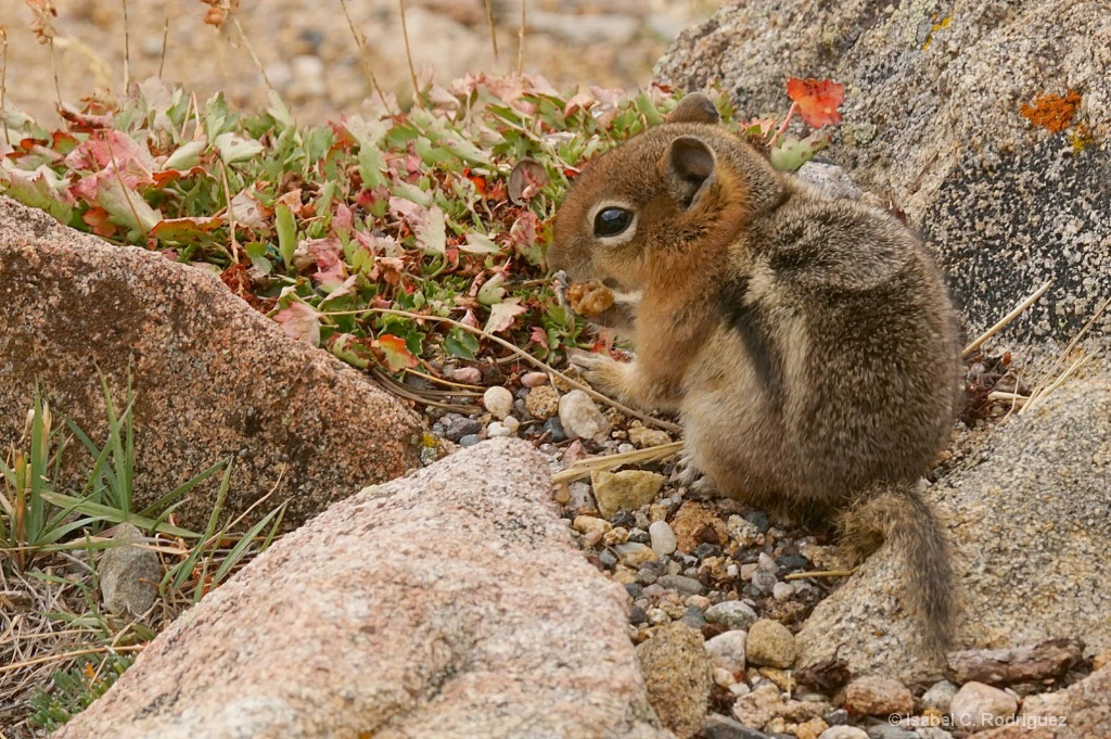 Ground Squirrel Habitat