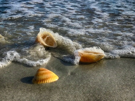 Shells in the Surf