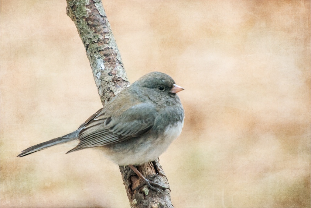 Autumn Junco