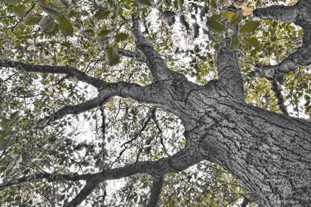Walnut tree  - ID: 15520281 © Kiril Kirkov
