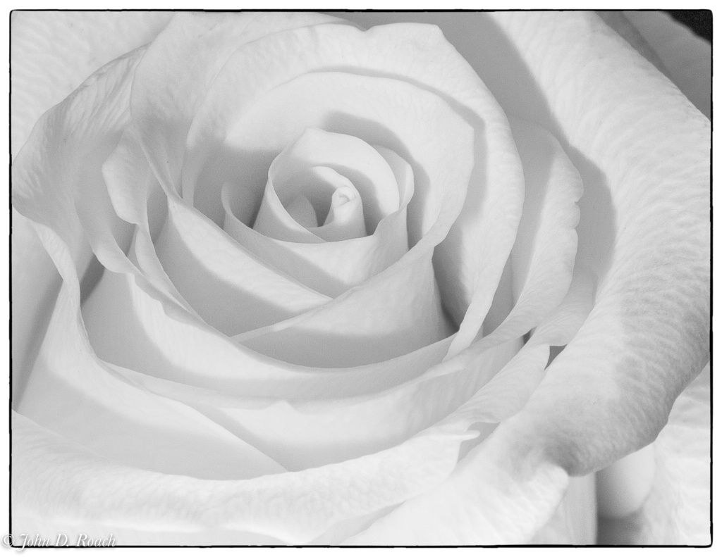 Monochrome Rose - ID: 15520298 © John D. Roach